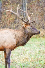Naklejka na ściany i meble Bull Elk in woods in autumn 