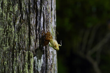羽化するセミ