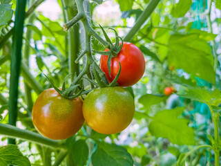 新鮮なミニトマト