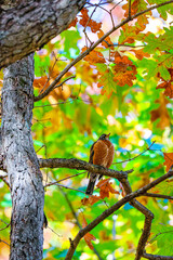 Red Robin bird on branch