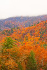 autumn leaves in the mountains