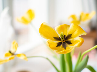 Beautiful yellow tulips flowers in vase with copy space. Selective focus.