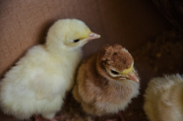 Yellow and brown daily turkey poults in a box