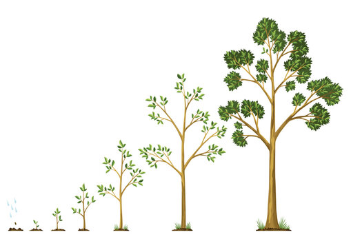 Stages growth of tree from seed. Watering the seeds from cloud rain. Collection of trees from small to large. Green tree with leaf growth steps. Illustration of business cycle development