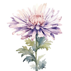 Aster, WaterColor , Illustration, PNG