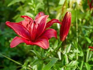 beautiful colorful meadow of wild flowers    