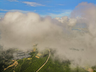 The roads leading to the coffee shop panoramic photos of coffee in the morning dew