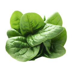 Obraz premium close up spinach leaves Vegetable