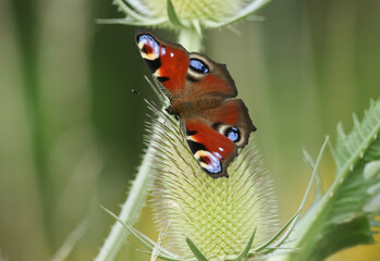 A Peacock Butterfly, Aglais io, resting on a Teasel plant flower.
