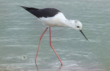 A male Black-winged Stilt, Himantopus himantopus, feeding at the edge of a lake.