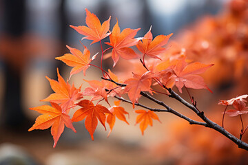 Beautiful maple leaves in autumn sunny day