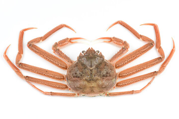 ズワイガニ　生