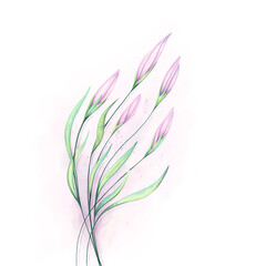 Bouquet of pink lily flowers. Isolated softness pink and green floral design elements. Abstract flower and green stems on white background. Digital Watercolor painting Vintage design flowers. - 633956673