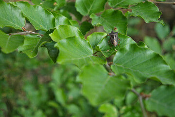 Olsztyn, las, przyroda. © Andrzej