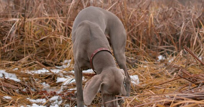 weimaraner with collar is sniffing, seaching food in the pond Slow motion, gray dog catch a scent, smell a bird, pray A good nose. sensitive sense of smell