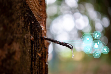 Close-up view of the rubber tree as liquid latex flows down its trunk, a testament to the tree's...