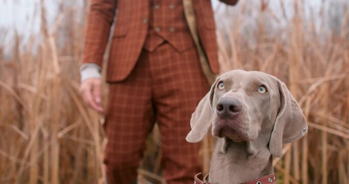 young man stroking petting his cute Weimaraner in the pond or lake Slow motion Love Friendship Best friend Affection Loyal dog come to hunt on autumn sunny day. guy playing with his adorable pet