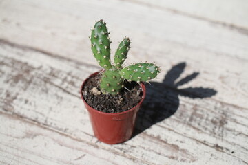 opuncja fragilis opuntia kaktus