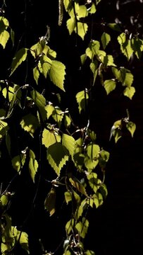birch leaves dark background in Finland