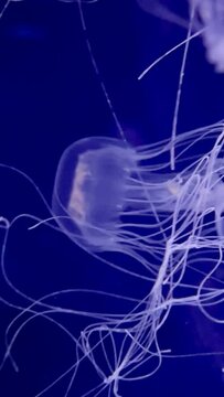 jellyfish in the blue water in aquarium in Paris France