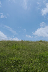 green grass and blue sky