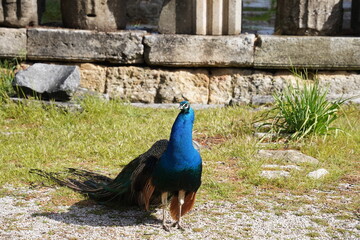 Peacocks walking in the garden at Mount Filerimos on Rhodes island in Greece