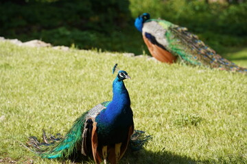 Obraz premium Peacocks walking in the garden at Mount Filerimos on Rhodes island in Greece