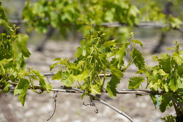 Grape field at Rhodes of the Mandrake islands in Greece.