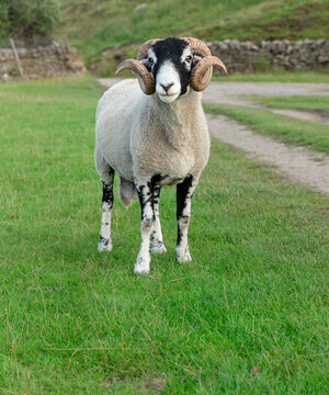 Portrait of a fine Swaledale ram with two curly horns, standing facing camera in summer pasture, Swaledale, North Yorkshire.  Close up.  Space for copy.  Vertical.