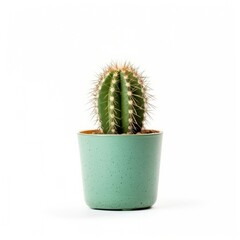 Cactus on plain white background - product photography