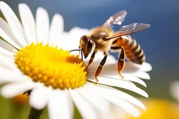 Bee and flower. Close up of a bee collecting honey on a daisy flower on a sunny day.  - obrazy, fototapety, plakaty