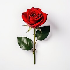 Red Rose on plain white background - product photography