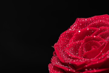 濡れている赤いバラの花