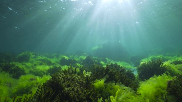 Underwater green algae on the ocean floor with sunlight below water surface, natural seascape in the Atlantic ocean, Spain, Galicia