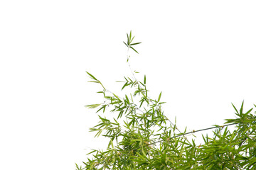 green leaf or tree branch isolated on white background.