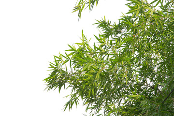 Obraz premium green leaf or tree branch isolated on white background.