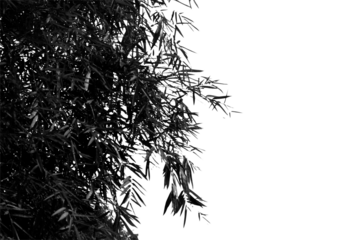 Silhouette tree branch isolated with white background.
