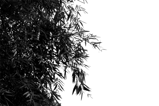 Silhouette tree branch isolated with white background.