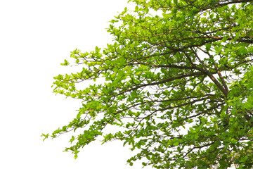 green leaf or tree branch isolated on white background.