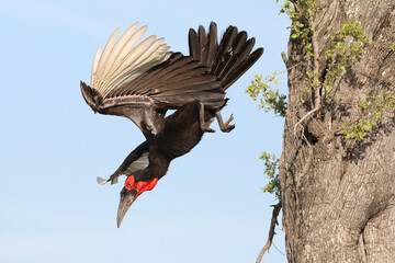 Endangered southern ground hornbill flying out a tree to the ground before going hunting © John