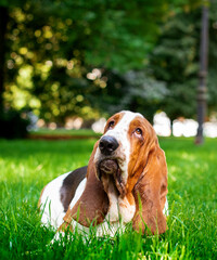 A dog of the basset hound breed lies on green grass against the background of trees. The dog looks up. He has long ears and sad eyes. The photo is blurred and vertical.