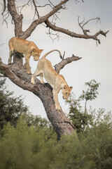 Two lion siblings walking out of a tree that they climbed