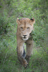 Lion walking on a path through short bush