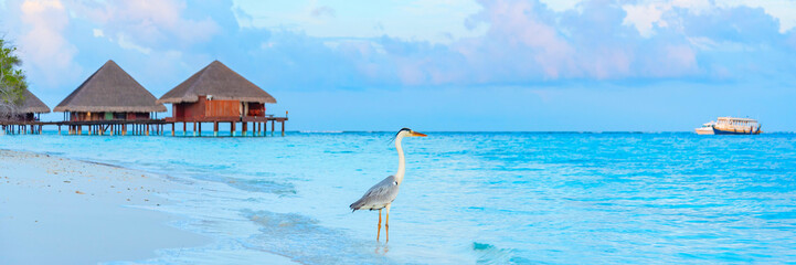 gray heron on the shores of the Indian ocean at dawn in the Maldives