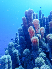 Coral Reef in the Red Sea