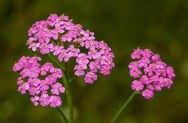 pink inflorescence of yarrow (Achillea distans)