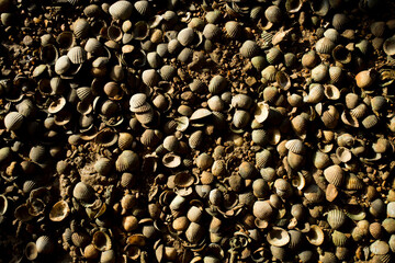 Berry full of clam shells from Ko Yao beach in southern Thailand.