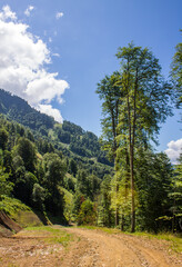 Panoramic mountain landscape with hills and green trees with a road on a sunny summer day against a blue sky with a white cloud