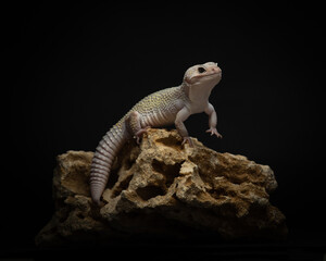 Chonky gray lizard with dark eyes climbs a rock. Portrait of eublefar in studio on dark background. Beautiful exotic pet in the studio. High quality horizontal photo of leopard gecko