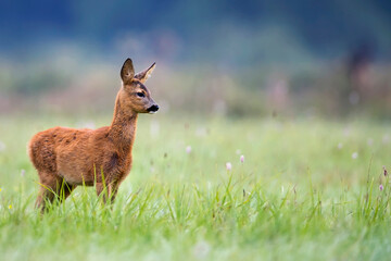 Young roe deer in a clearing
